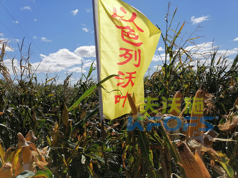 玉米打什么葉面肥增產(chǎn)？解你所惑！