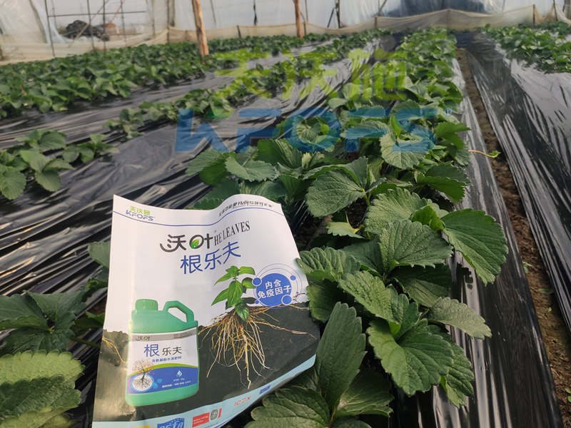 草莓結(jié)果的時(shí)候要施什么肥？別再用錯(cuò)了！