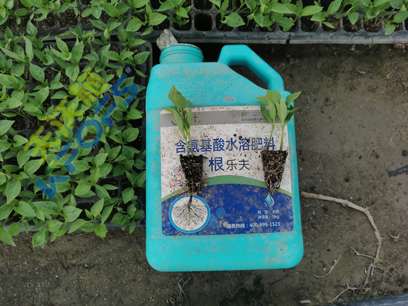 水溶肥料-沃葉根樂夫生根劑辣椒.png