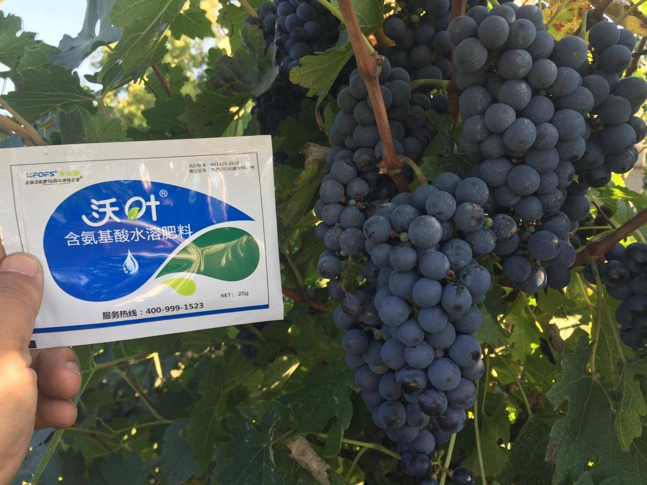 葡萄萌芽期管理技術(shù)在這里，值得收藏！