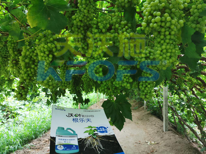 水溶肥如何搭配，促使葡萄萌芽健壯！