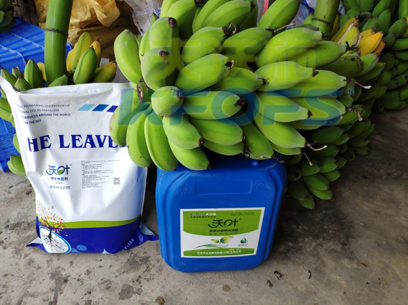 以色列水溶肥哪家好？千萬別錯過這家！