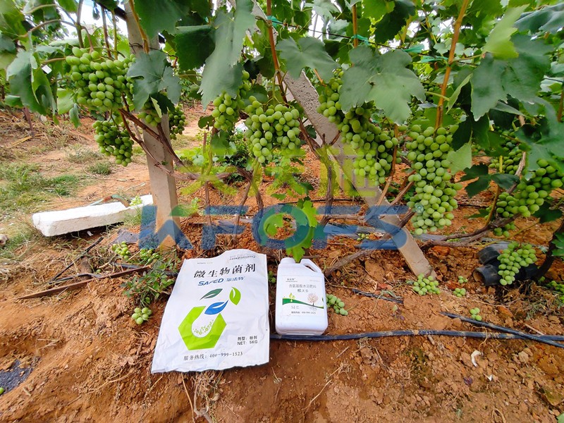 水溶肥哪家好？他們都說這家好！