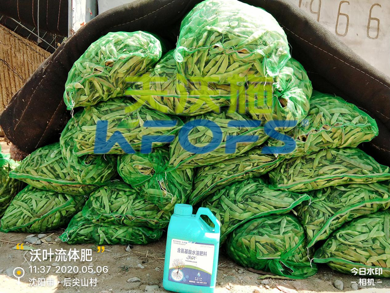 豆角用什么肥料產(chǎn)量高，有必要一看！