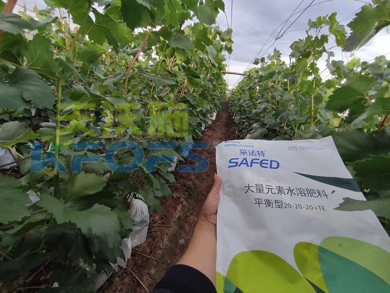 如何選擇靠譜的水溶肥廠家？很重要！