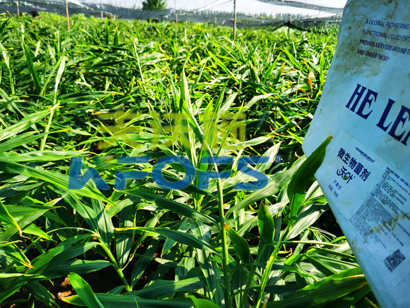 微生物菌劑，這款和別的有什么不一樣？