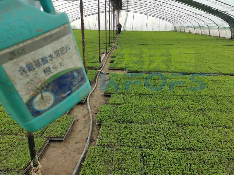 什么生根劑生根快？效果好？