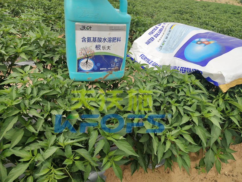 水溶肥-辣椒用沃葉根樂夫顆粒水溶肥.jpg