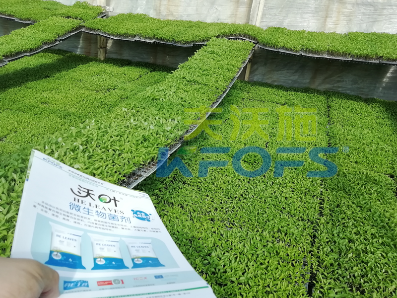 辣椒用什么肥料好？一看就知道