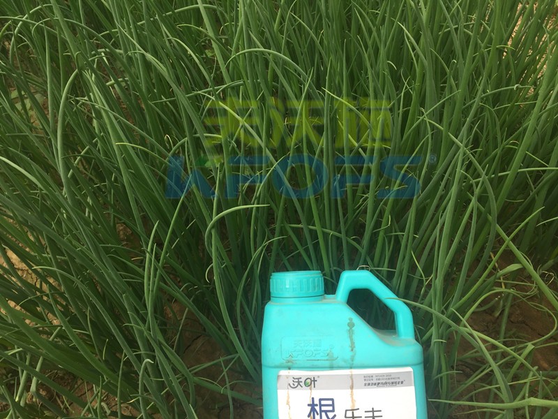 大蔥用什么水溶肥長(zhǎng)得高？