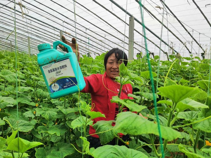 蔬菜沖施肥怕凍嗎？