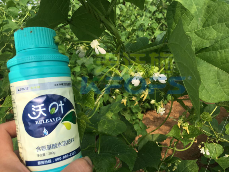 葉面肥廠家如何選？