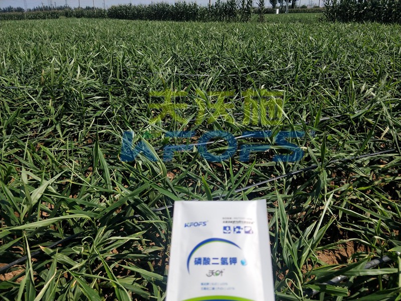 磷酸二氫鉀怎么選？老農(nóng)資人這樣告訴你！