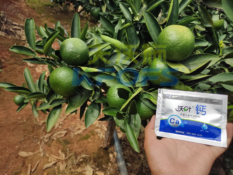 進(jìn)口鈣肥-柑橘用沃葉進(jìn)口鈣肥效果.jpg