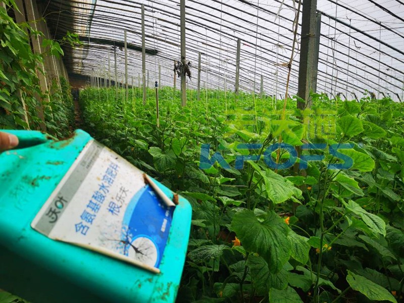 生根劑冬天移栽能用嗎？