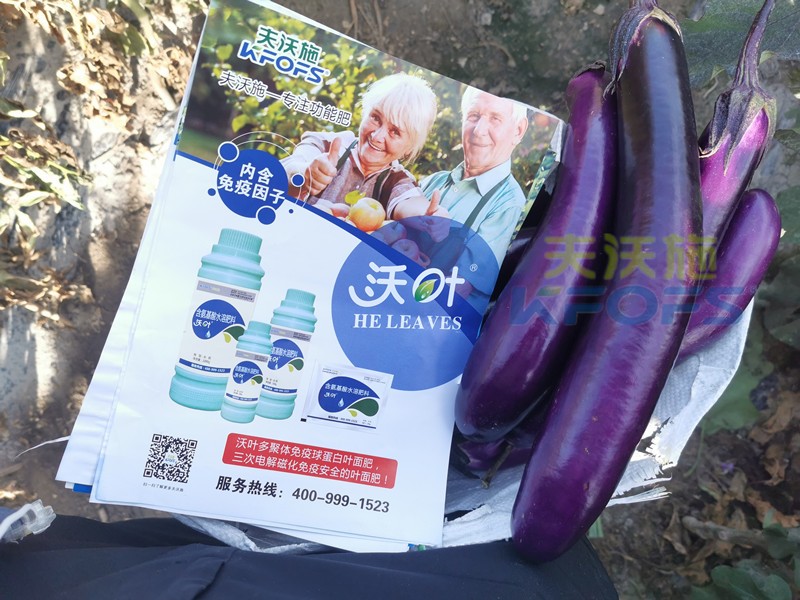 葉面肥-茄子用沃葉葉面肥效果.jpg
