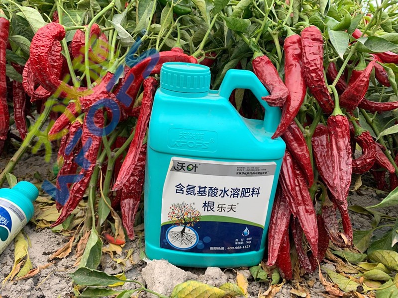 辣椒施肥選沃葉，增產(chǎn)提質(zhì)賣(mài)價(jià)高！
