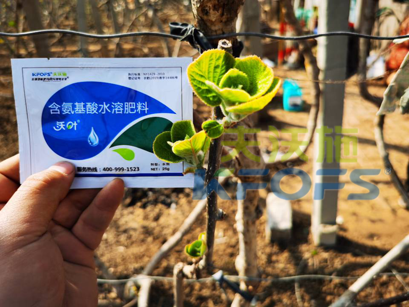 獼猴桃冬季施什么肥料,抵抗性強(qiáng)？