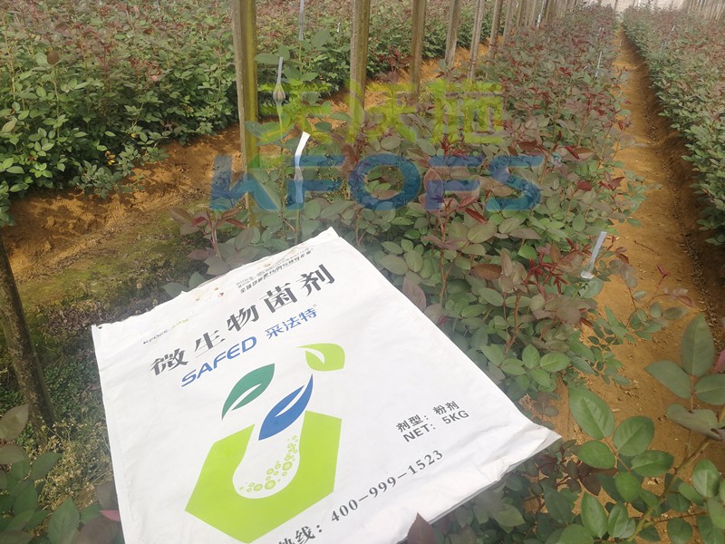 玫瑰水溶肥哪家好？問問基地老板就知道
