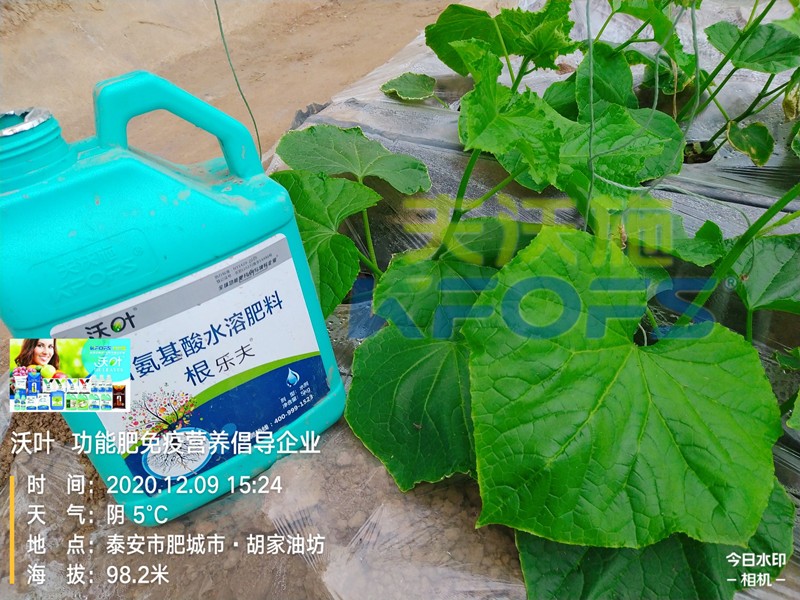 黃瓜生根肥用什么好？