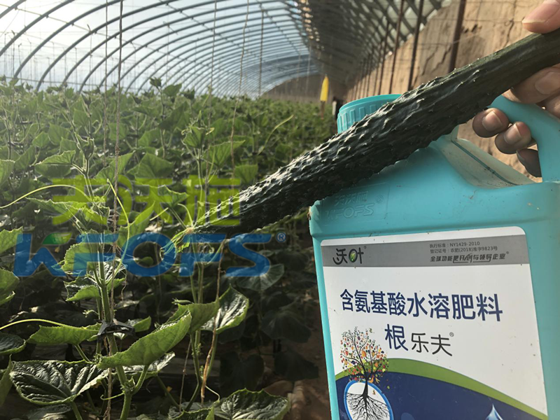 生根劑-黃瓜用沃葉根樂夫生根劑效果.png