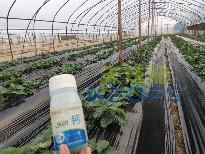 草莓黃葉用什么水溶肥好？