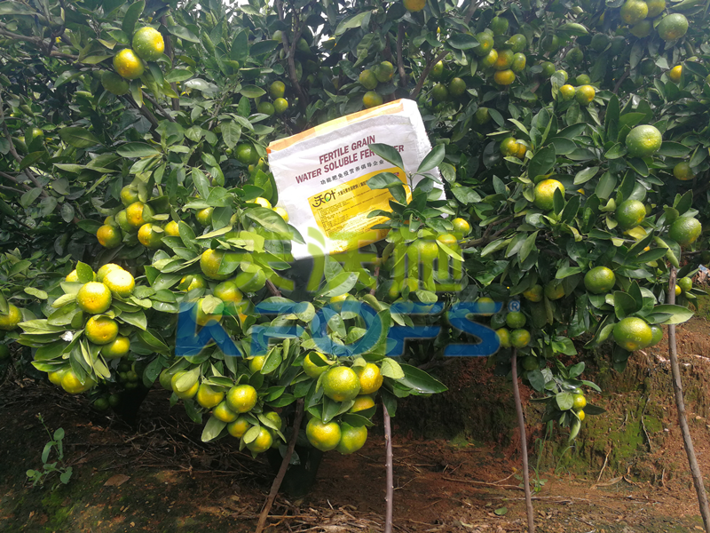 進口水溶肥，柑橘種植戶都夸贊的是什么品牌？