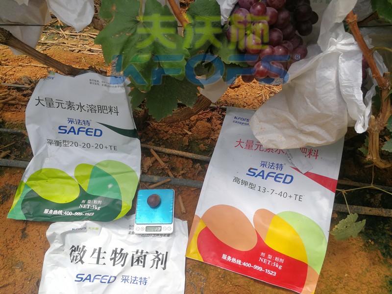 水溶肥這樣用，葡萄提前上市產(chǎn)量高！
