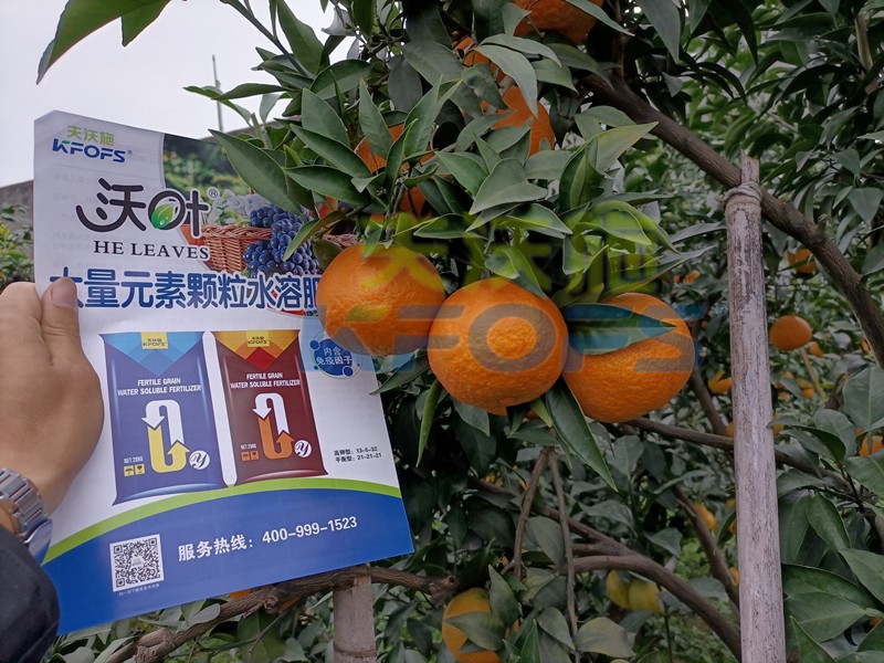 柑橘水溶肥哪個(gè)牌子好？這款獲稱贊