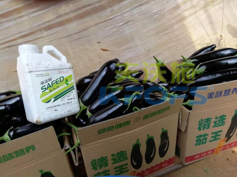 水溶肥這樣用，茄子有光澤