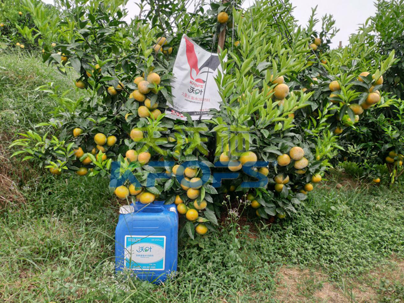 柑橘轉色期用這款水溶肥，有哪些好處？