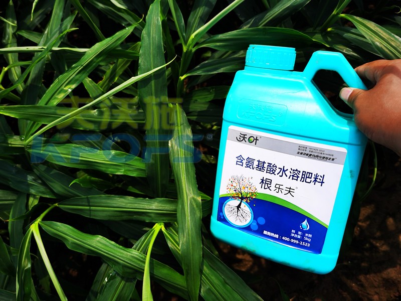 大姜水溶肥選沃葉，產(chǎn)量有保障！