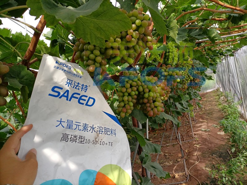 大量元素水溶肥取消登記？怎么辨別好壞？