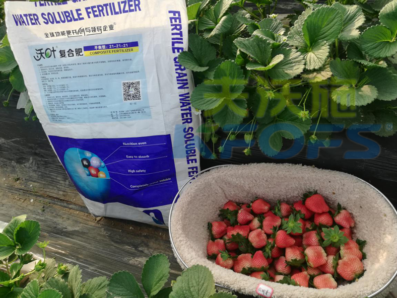 水溶肥-草莓沃葉顆粒水溶肥效果 (2).png