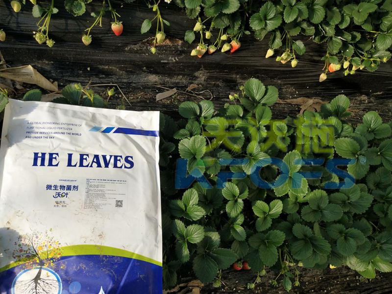 爆炸性新聞：草莓園老板瘋了？就是因?yàn)橛昧诉@款水溶肥！