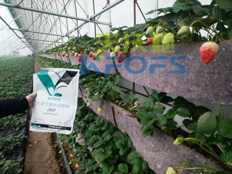 以色列水溶肥是如何打造綠色生態(tài)有機果蔬的