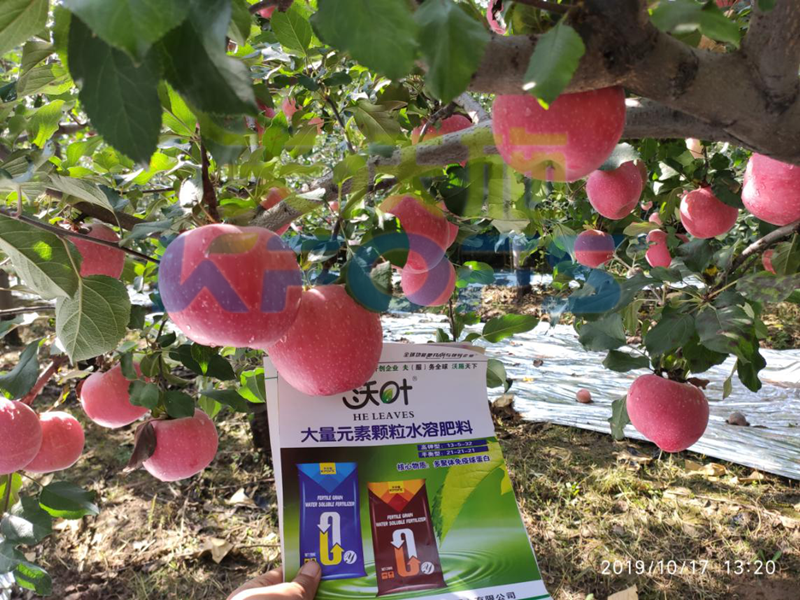 顆粒水溶肥-蘋(píng)果用沃葉顆粒肥效果.png