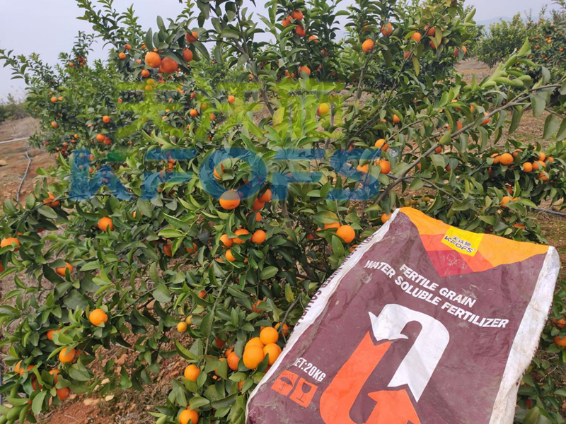 復合肥能當水溶肥用嗎？