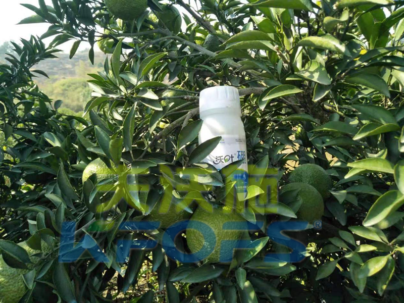 使用硼肥對植物有哪些好處？