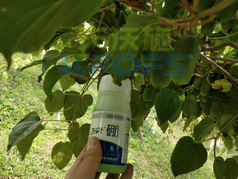 給農(nóng)作物施用硼肥需要注意什么？