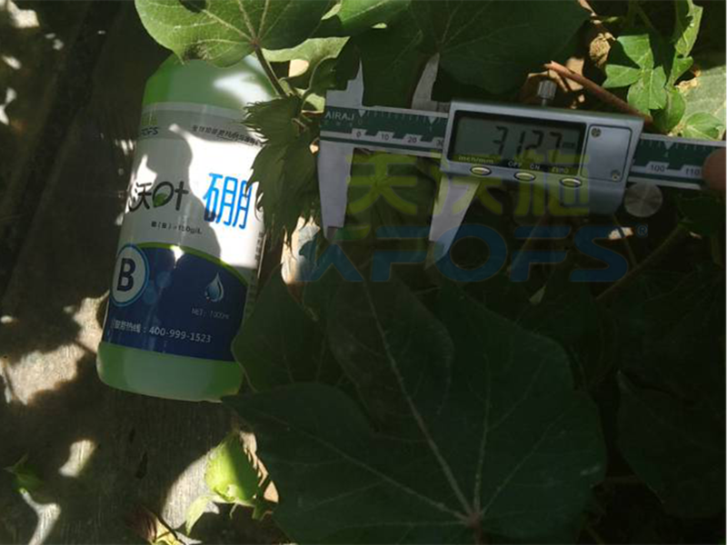 硼肥對植物生長主要有哪些作用？