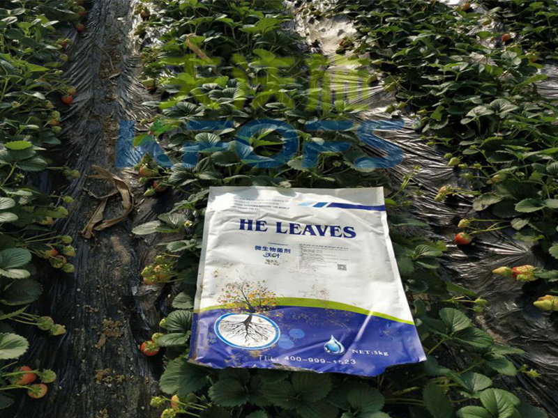 微生物菌肥哪家好？