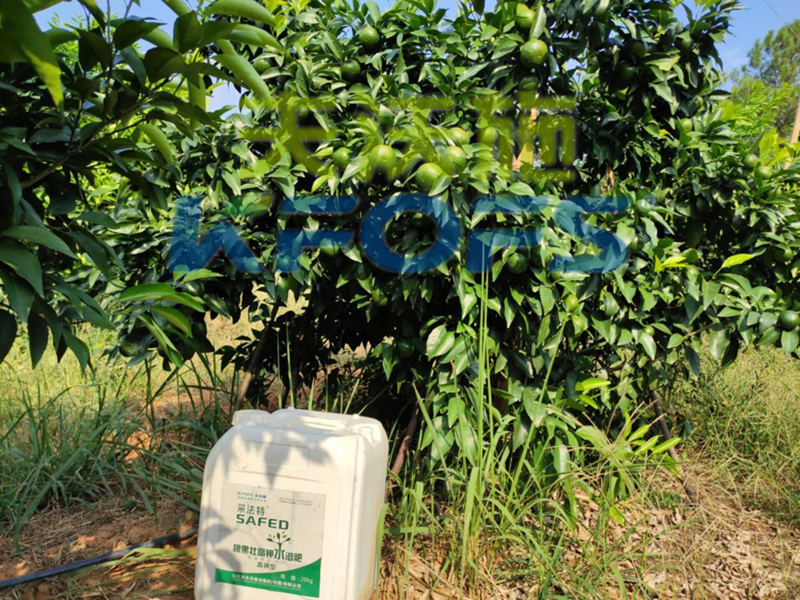 果樹使用哪種水溶肥能順利過冬？