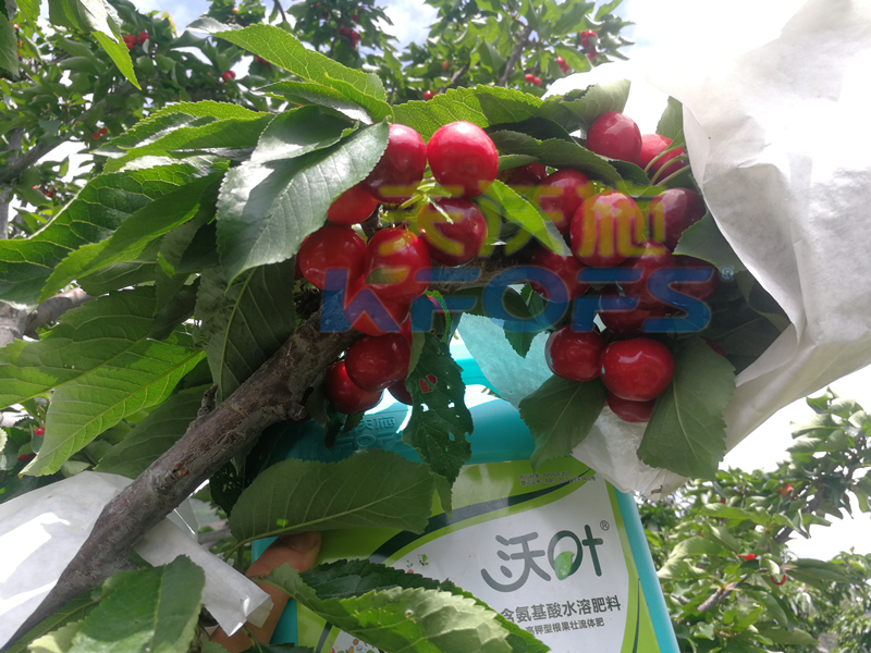 水溶肥價格的高低對效果有什么影響？