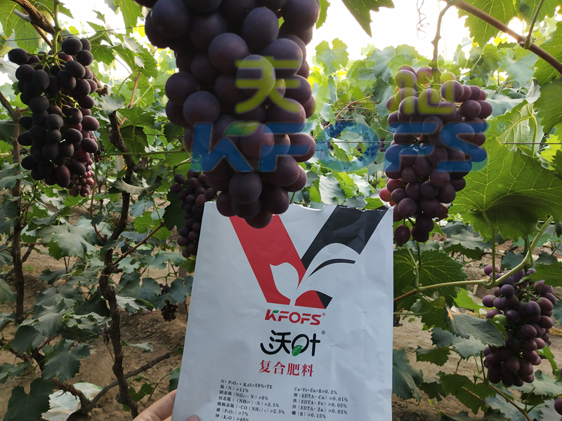 水溶肥-葡萄使用沃葉水溶肥效果.png