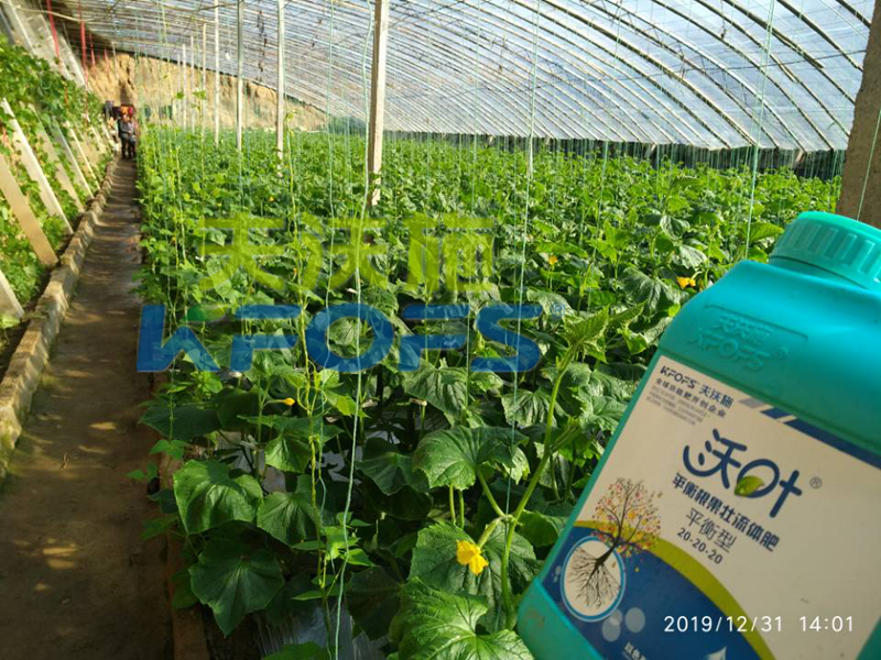 水溶肥怎么用效果好？追肥可以嗎？