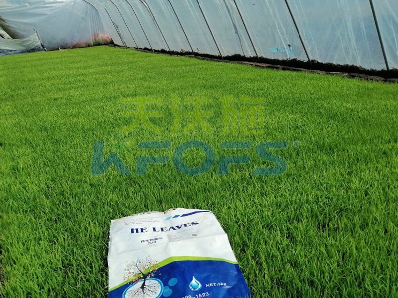 為什么微生物菌劑在農(nóng)作物中非施不可？