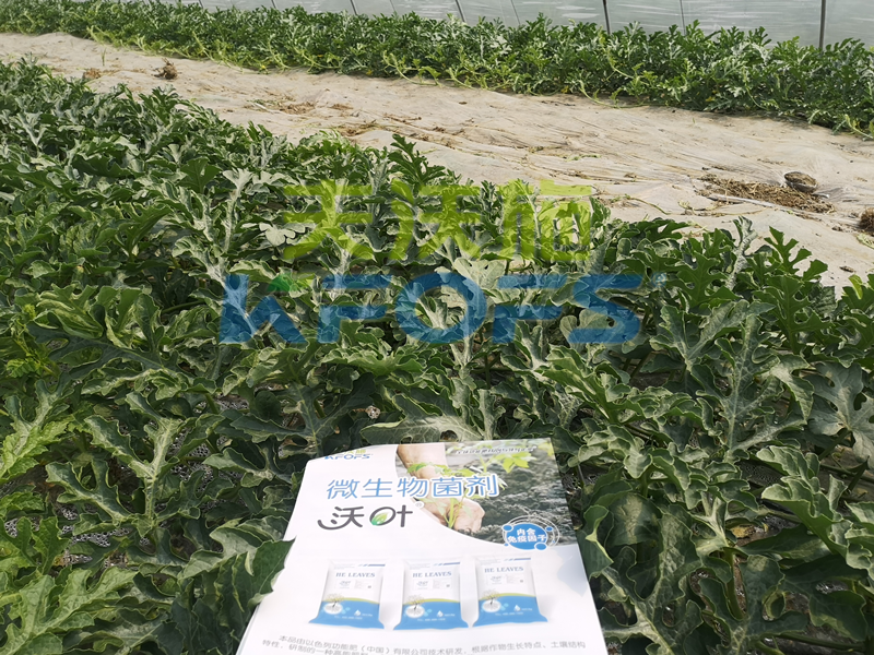 微生物菌劑是什么？為什么非用不可呢？