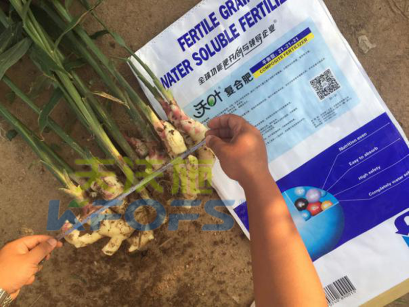 水溶肥怎么用，大姜才能達(dá)到好的效果？