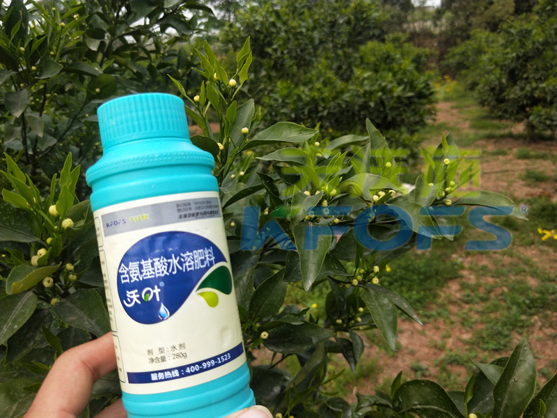 葉面肥-柑橘使用沃葉葉面肥效果.png
